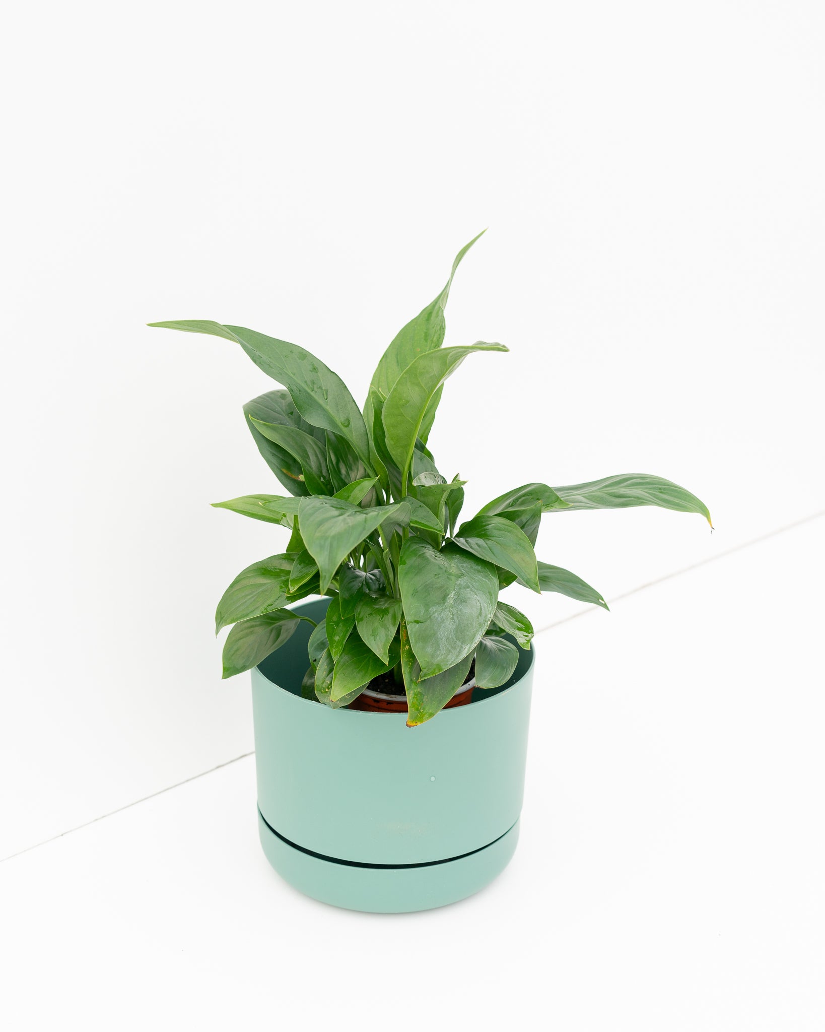 mr pot plants Mr Kitly x Decor Selfwatering Plant Pot