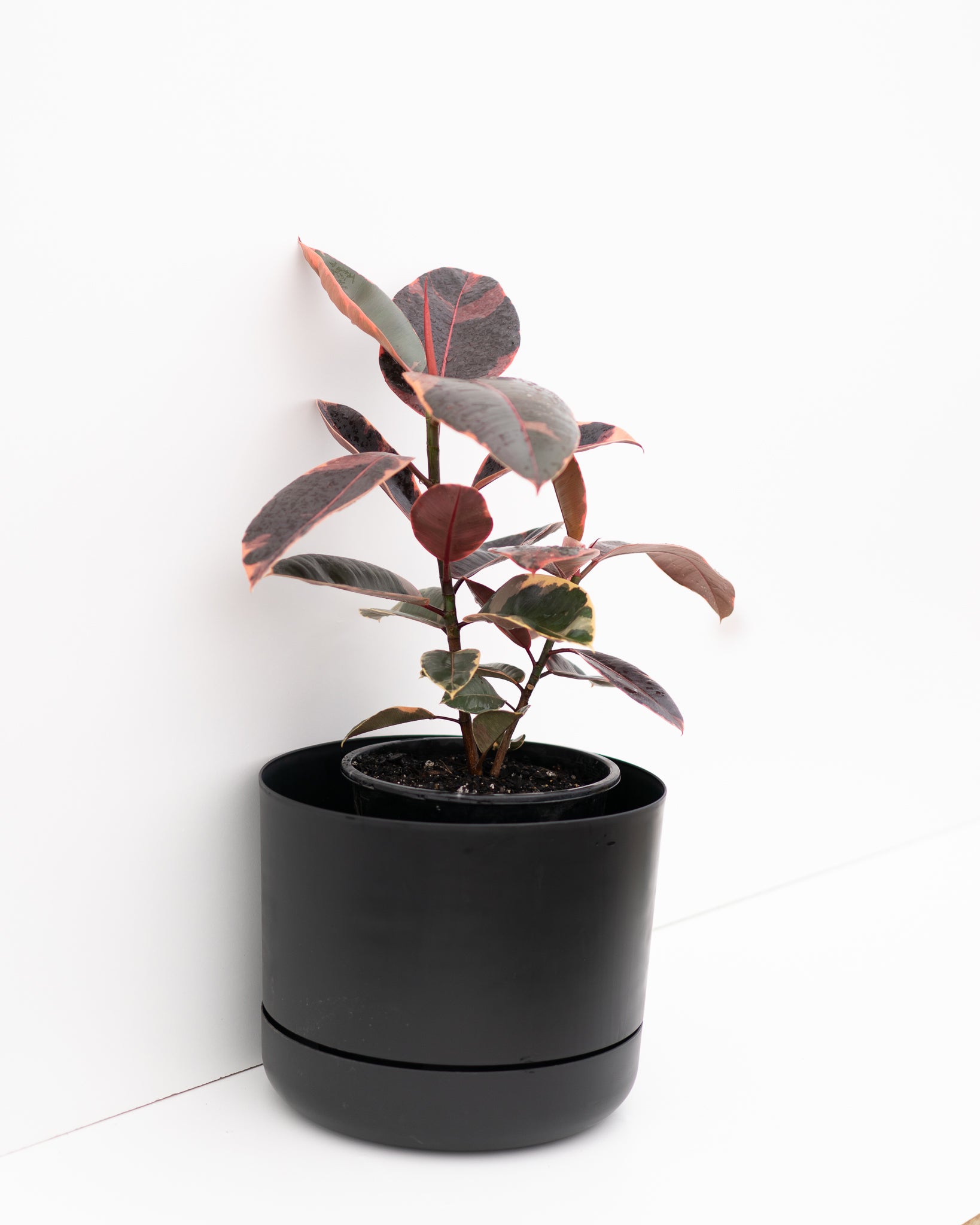 Mr Kitly x Decor Selfwatering Plant Pot - 250mm