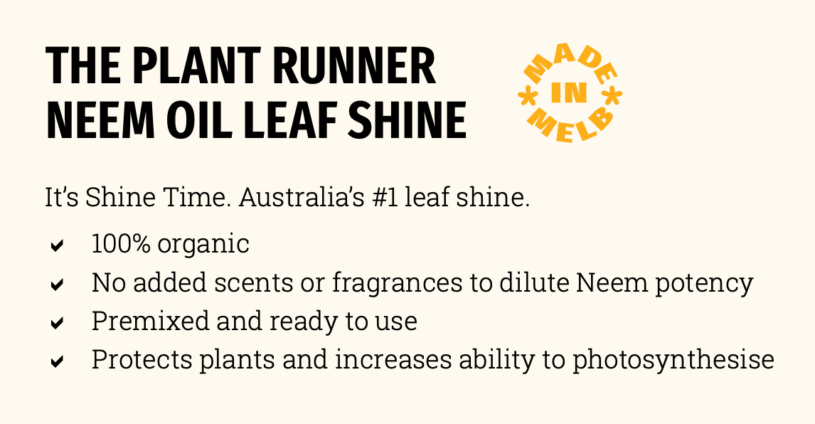 The Plant Runner Neem Oil Leaf Shine